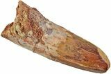 Fossil Spinosaurus Tooth - Feeding Worn Tip #230766-1